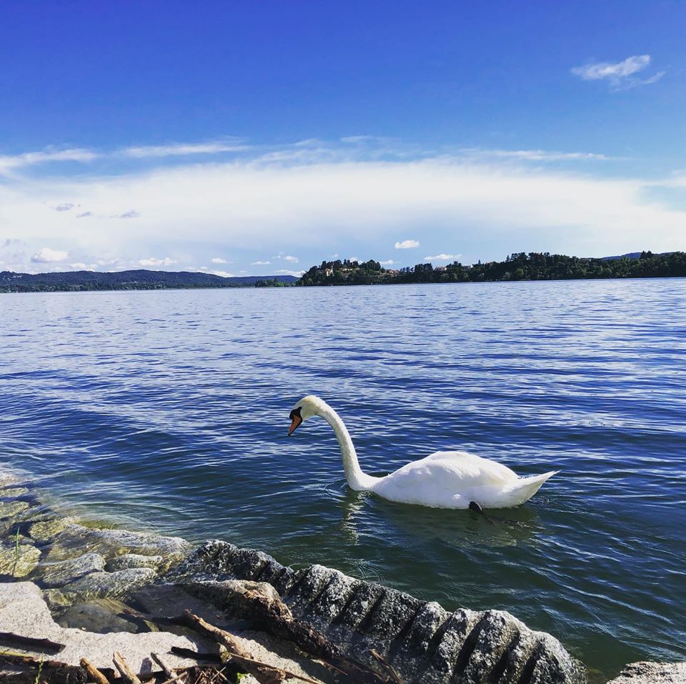 Cigno-lago-Varese-Lombardia