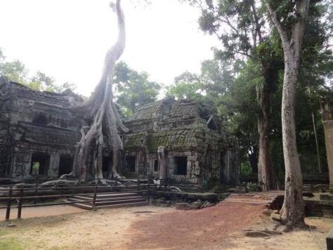 ta-prohm-angkor-wat-cambogia