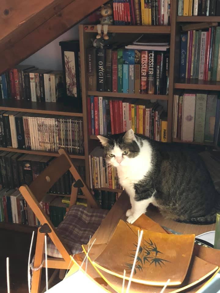 library-cat