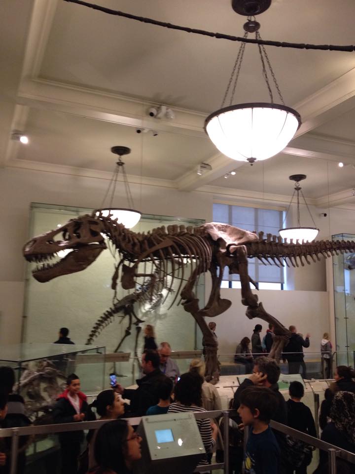 fossili-natural-history-museum