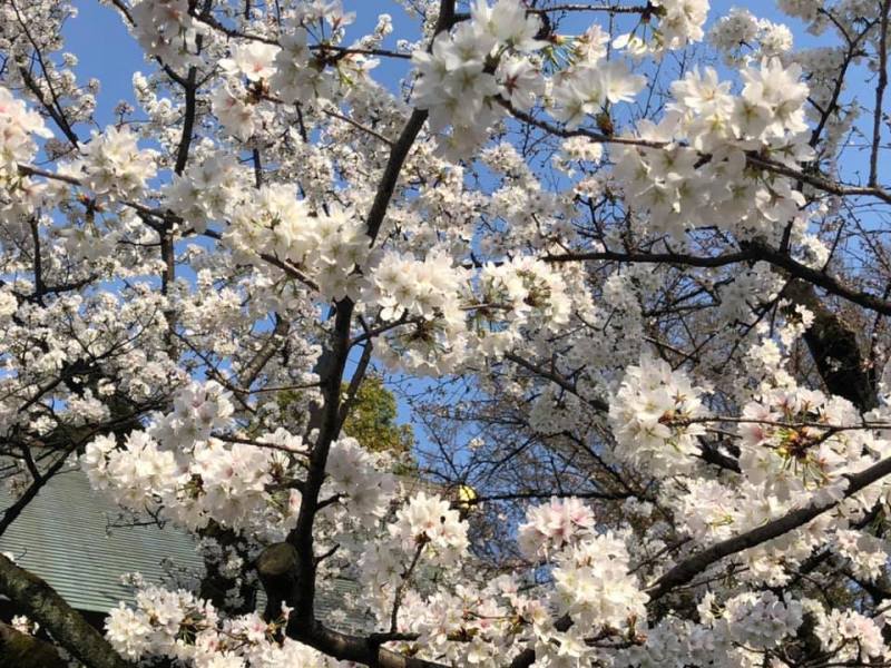 Hanami: i ciliegi in fiore