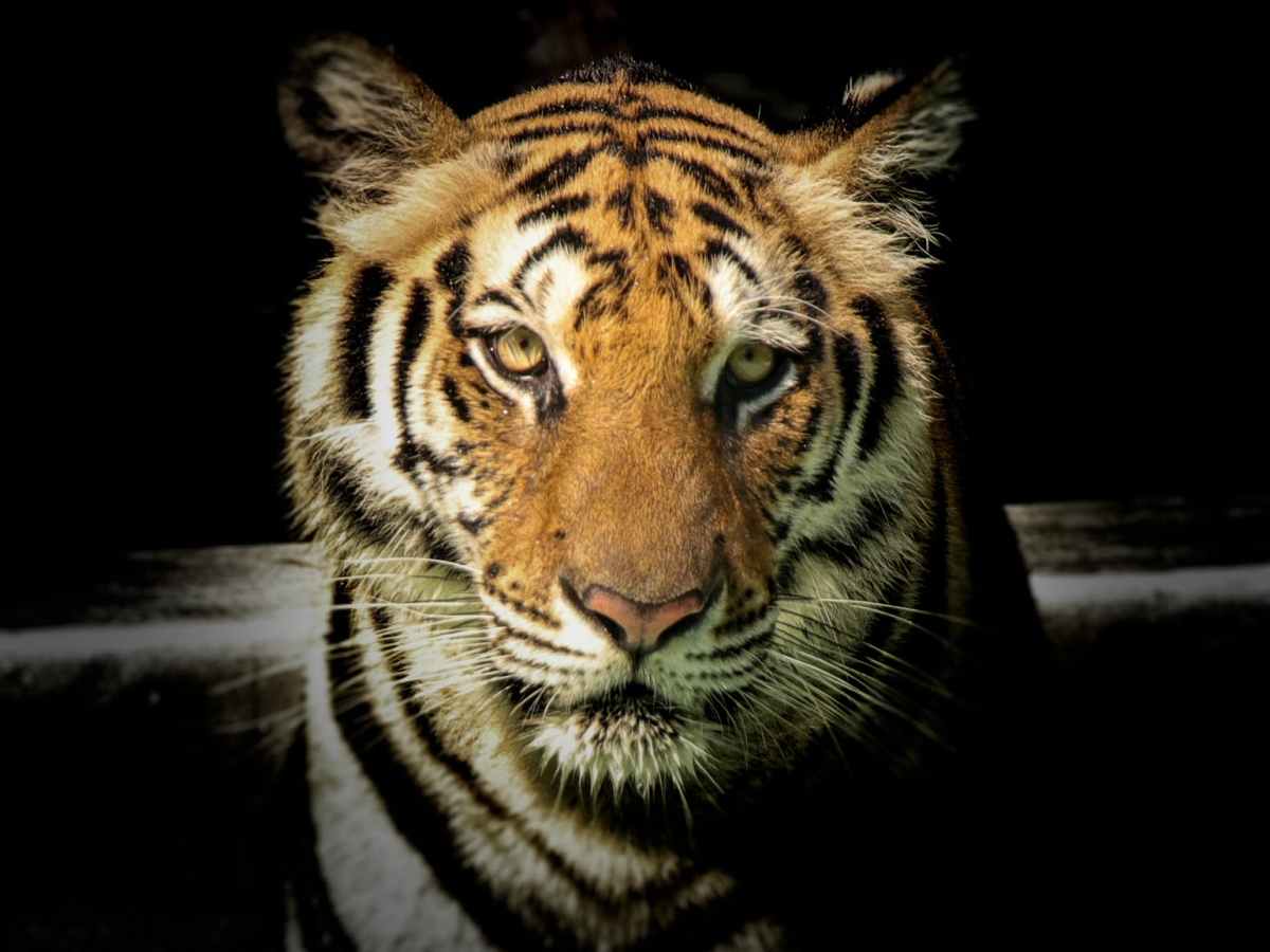 2022: l’anno della Tigre