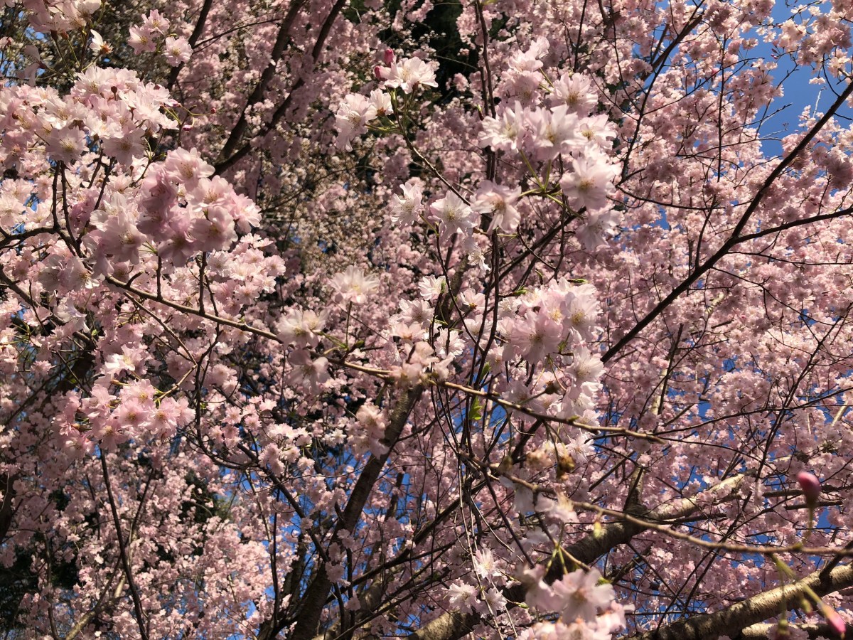 Explorando il Parco di Ueno: Storia e Cultura nel Cuore di Tokyo