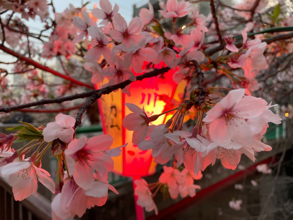 Top 10 Località per Vedere la Fioritura a Tokyo nel 2026