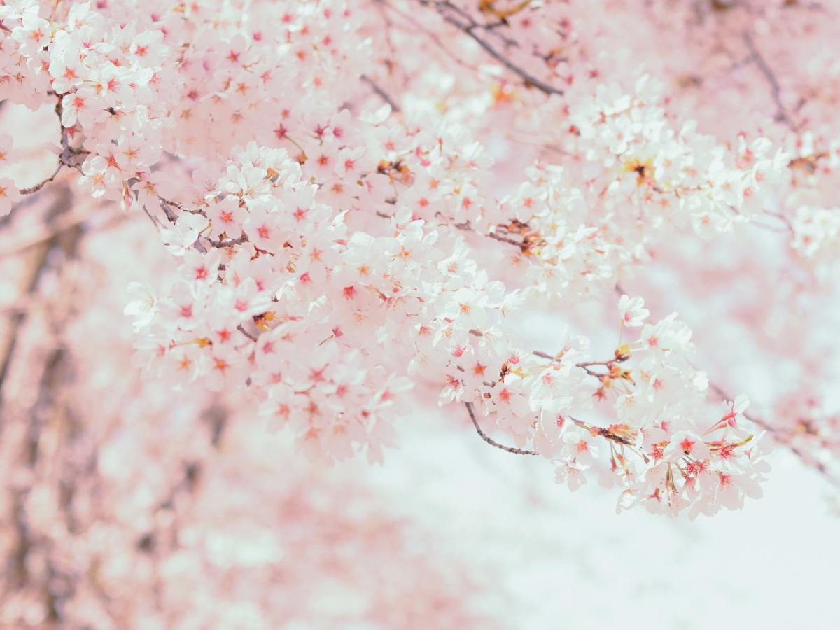 Top Cherry Blossom Viewing Spots in Tokyo 2026