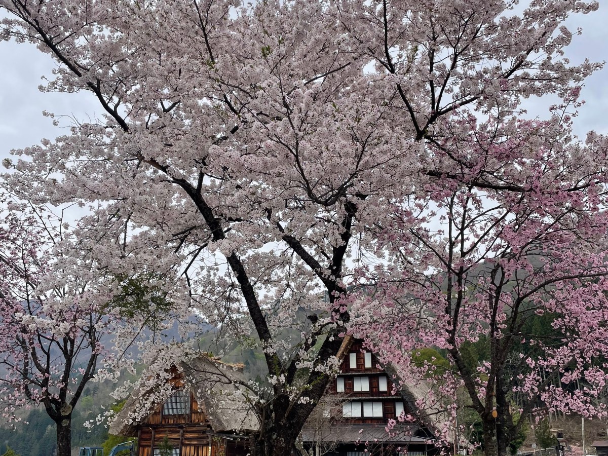 Guida alla fioritura dei ciliegi 2026, dal Monte Fuji al Nakasendo